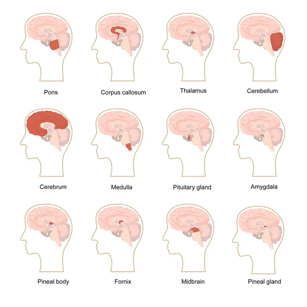 Cartoon Color Human Brain Components Icons Set (en inglés). Vector — Archivo Imágenes Vectoriales
