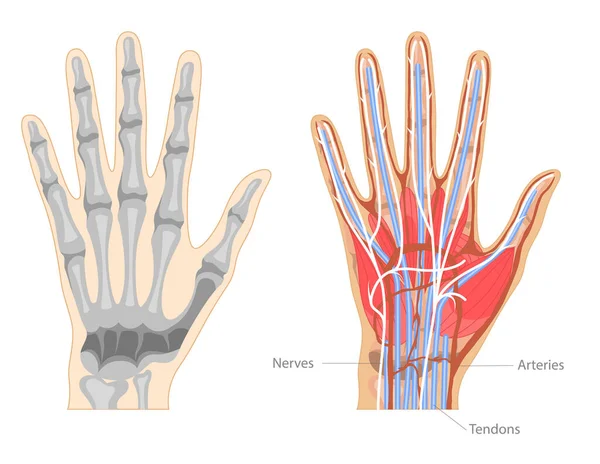 Cartão de cartaz do banner do conceito da anatomia da mão da cor dos desenhos animados. Vetor —  Vetores de Stock