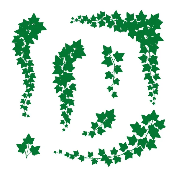 Ivy gröna blad olika typer Set. Vektor — Stock vektor