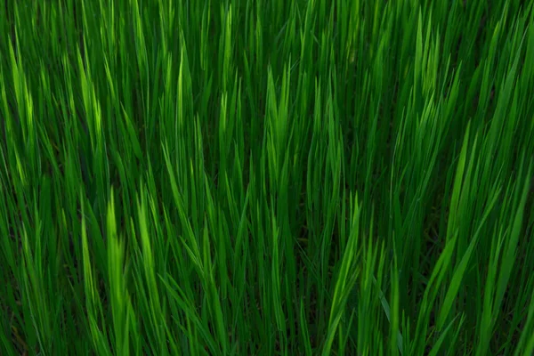 Grass Fresh Green Spring Grass Dew Drops Closeup Sun Soft — Stock Photo, Image