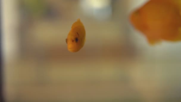 Beautiful goldfish in an aquarium with seaweed — Stock Video