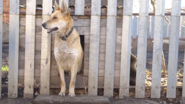 Cão de raça europeia no pátio de uma casa particular — Vídeo de Stock