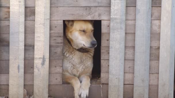 Dog of mixed breed in the courtyard of a private house — Stock Video