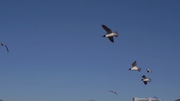 Aves voadoras contra um céu azul claro — Vídeo de Stock