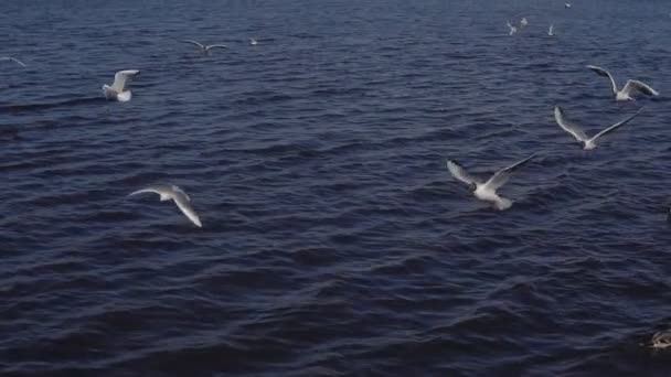 Sjøfugl ved sjøen i byen – stockvideo