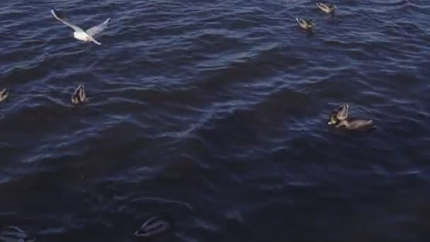 Watervogels op het meer in de stad — Stockvideo