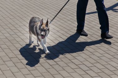 Kimliği belirsiz adam üstünde kira kontratı ile kahverengi husky yürüyor.