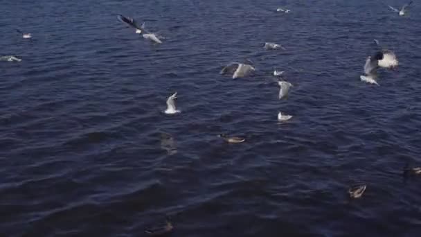 Водоплавающие птицы на озере в городе — стоковое видео