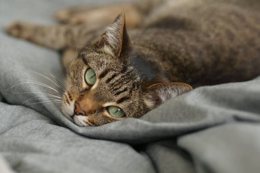 çok güzel değil safkan kedi yatağa yatıyor.