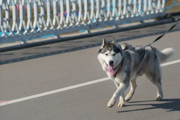 Ράτσα Σκύλος Χάσκεϋ Σκυλί Για Μια Βόλτα Κατά Μήκος Της — Φωτογραφία Αρχείου