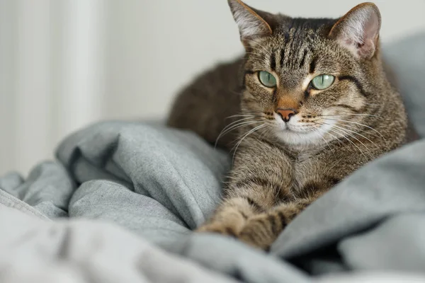 Patear Gato Con Ojos Verdes Cama Copyspace — Foto de Stock