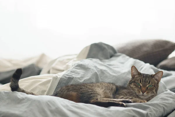 Красивая Чистокровная Кошка Лежит Кровати — стоковое фото