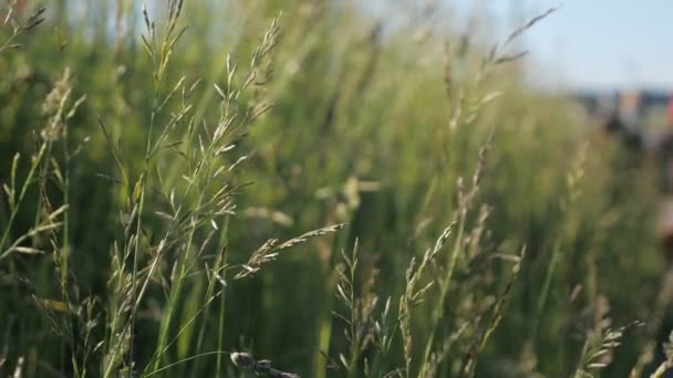 Primer plano de la hierba del prado en tiempo soleado — Vídeo de stock