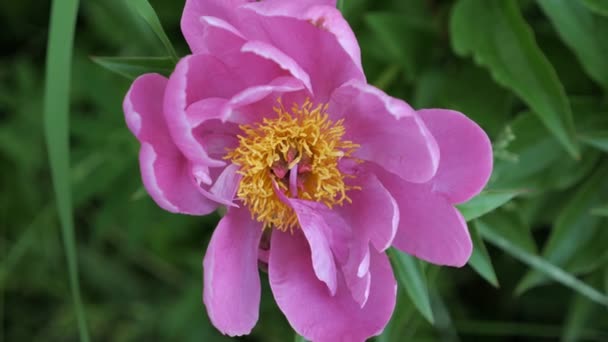 Närbild av rosa pion i en full blom — Stockvideo
