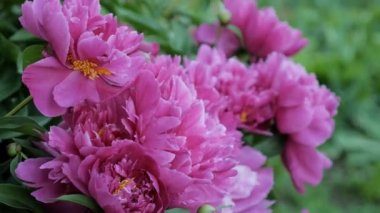 Bahçede çiçek açan pembe şakayığa yakın.