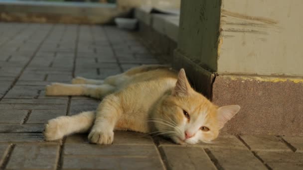 Czerwony kot leży i cieszy się na ulicy. — Wideo stockowe