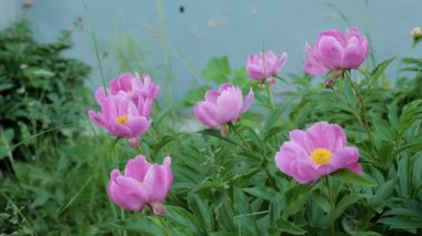 Pembe şakayık Bahçe tam Bloom