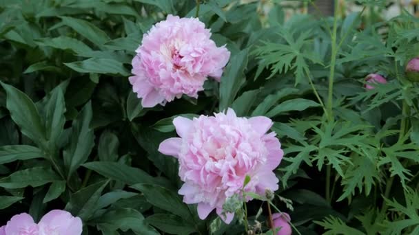 Mooie roze pioenrozen bloesem op de bloementuin van de botanische tuin — Stockvideo