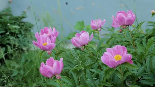 Pink peony in a full bloom in garden — Stock Video