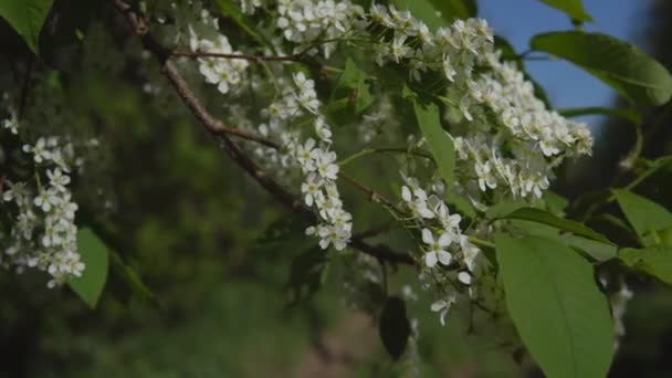 Körsbärsträdet grenar under blomningen mot blå himmel bakgrund — Stockvideo