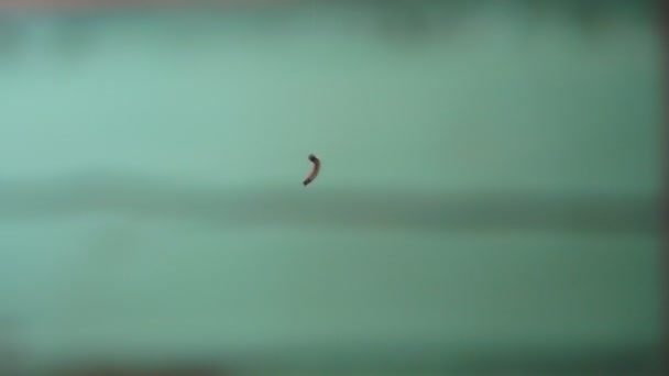 Kleine Rups Hangt Aan Een Koord Van Spinnenwebben Een Groene — Stockvideo