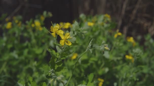 Fiori gialli in giardino con un insetto sui petali — Video Stock