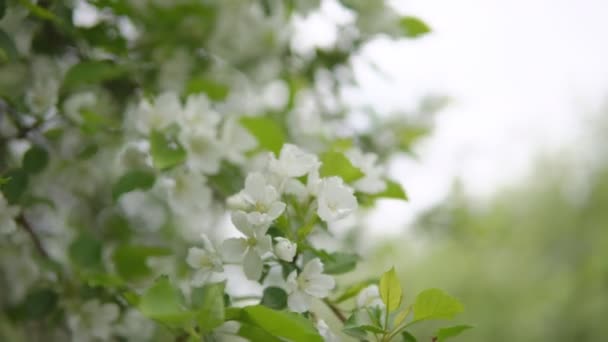 Bahar zamanı. Çiçeklenme sırasında elma ağaçlarının dalları — Stok video