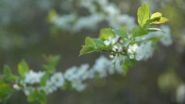 Güneşli bir çiçeklenme sırasında Erik dalları