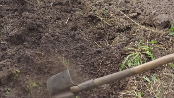 Preparação do solo para semear. Desenterrando de uma pá — Vídeo de Stock
