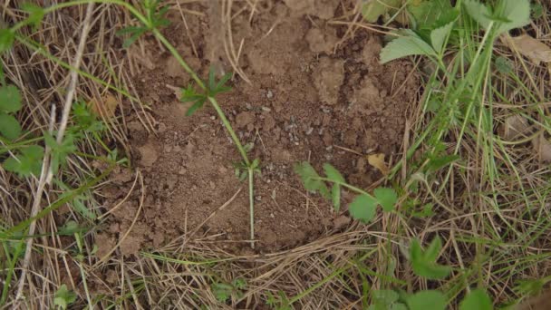 Primo piano di un formicaio distrutto. Le formiche trascinano le larve sottoterra — Video Stock