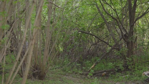 Молодая женщина в лесу убегает от мужчины с топором — стоковое видео