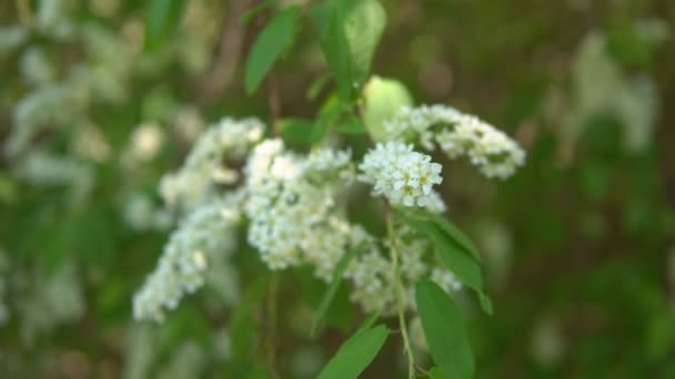Cerezas para pájaros florecientes durante la floración. Tiempo de sabores de primavera — Vídeos de Stock