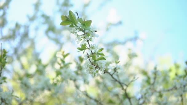 Branches de prunier pendant la floraison sur un fond de ciel clair — Video
