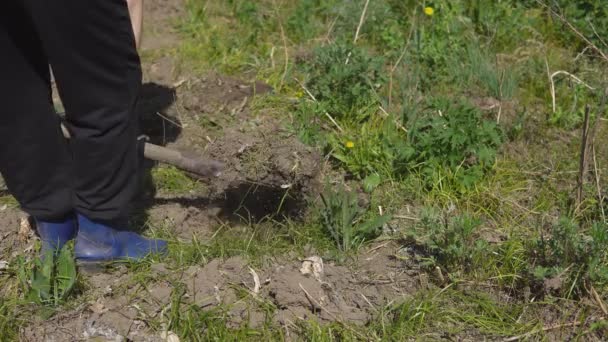 Ung kvinna gräver upp marken i trädgården — Stockvideo