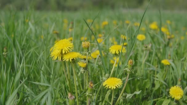 Belos dentes-de-leão em um campo no fundo de uma floresta — Vídeo de Stock