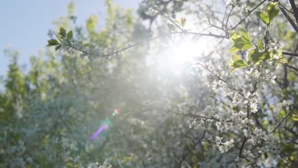 Springtime. Cherry bushes during flowering — Stock Video