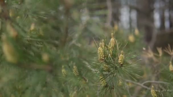 Branches de pin avec de jeunes cônes. Printemps 