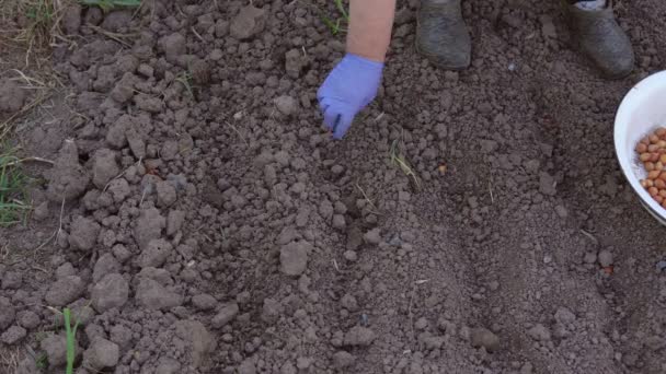 Estação de trabalhos de jardim. Uma mulher plantando bulbos no chão — Vídeo de Stock