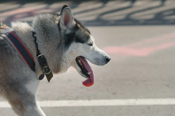 Gray Husky Walk His Tongue Hanging Out Copyspace — Stock Photo, Image