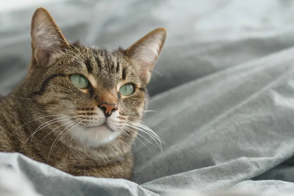 Bellissimo Gatto Razza Pura Trova Sul Letto — Foto Stock