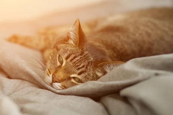 Szép Nem Fajtiszta Macska Fekszik Ágyban Napfény — Stock Fotó