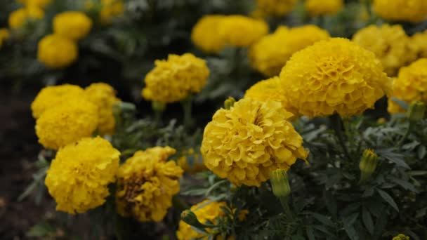 Flor de calêndula francesa ou Tagetes patula — Vídeo de Stock