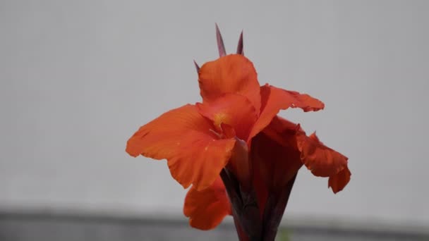 Röd canna lily flower i garen — Stockvideo