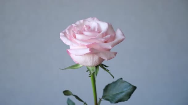 Rosa arreglo de flores de color rosa sobre fondo gris — Vídeo de stock