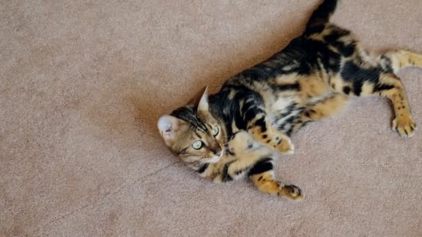 Kot Mora na białym dywanie we wnętrzu — Wideo stockowe