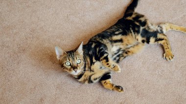 tekir kedi beyaz halı iç