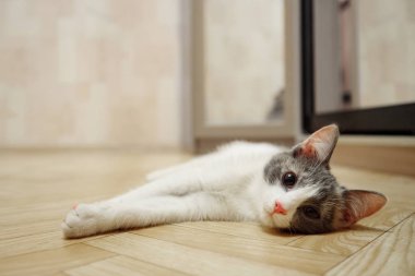 sleepy kitten yatıyor ahşap bir zemin için