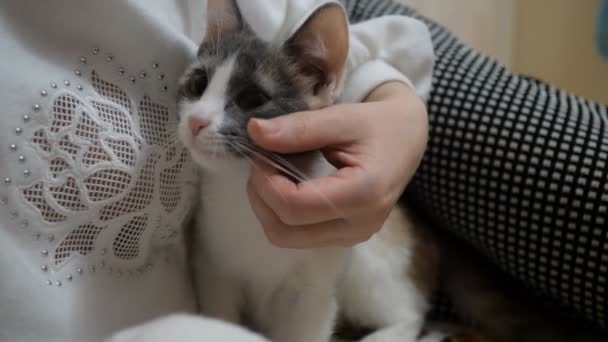 Frau streichelt ein Liegen auf der Couch. — Stockvideo