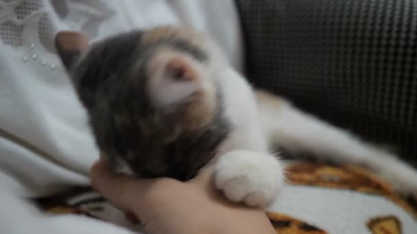 Кот хватает руку и пытается укусить — стоковое видео