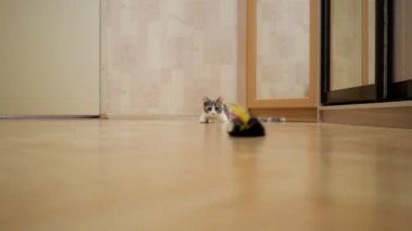 Yerli kedi fare oyuncak için atlama avcı içgüdüsü gösterilen